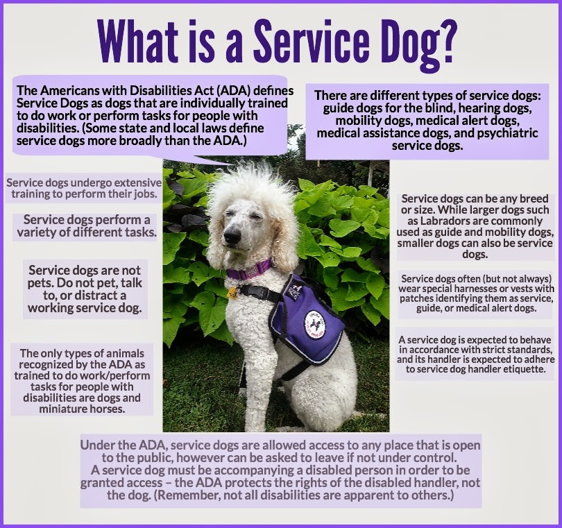 National Service Dog Month Oz The Terrier Lifestyle Dog Blog