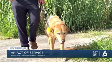 New Texas Law Tightens Leash On Fake Service Animals