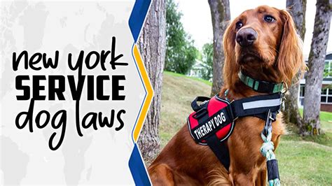 New York Service Dog Laws Everything You Need To Know