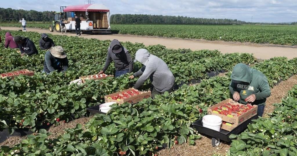 Ontario To Change How It Compensates Injured Migrant Agricultural Workers Business News