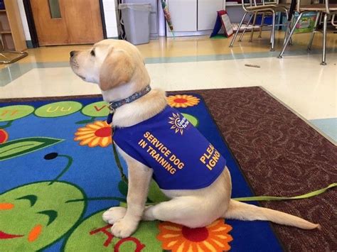 Our Dogs The Exceptional Sidekick Service Dogs And Therapy Dogs