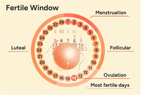 Ovulation Predictor Calendar Fertile Days Elisha Madelon