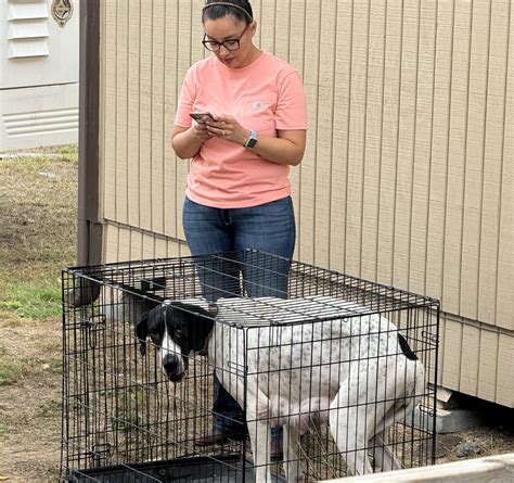 Paperwork And Puppy Rescue Elizama Alaffa S Heartfelt Journey La