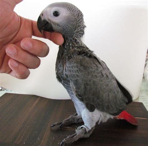 Paperwork For African Grey Parrots The Online Bird Magazine For Pet