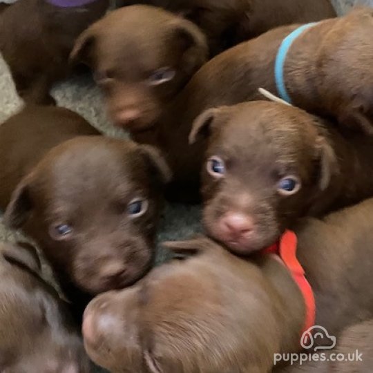 Patterdale Terrier Dogs And Puppies For Sale In The Uk