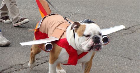 Pedigree Dogs Exposed The Blog Flights Of Fancy Flights Of Danger