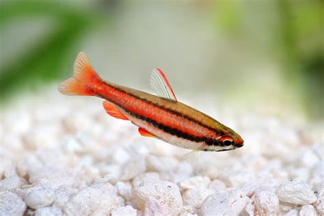 Pencilfish Is An Easy Breed To Keep In The Home Aquarium Because Its Tank Requirements Are Easy