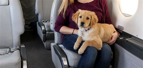 Pet N Sur How To Successfully Fly With Your Dog