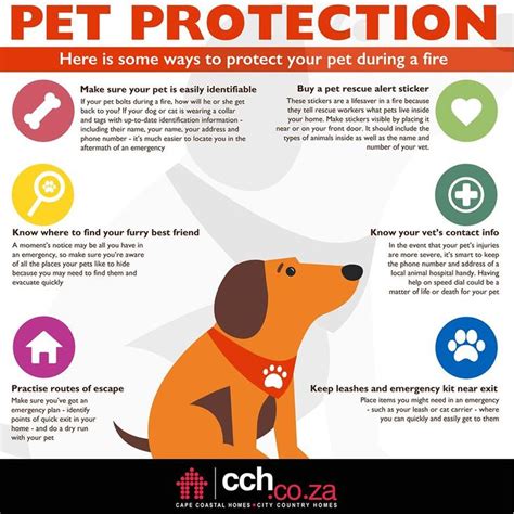 Pet Protection How To Protect Your Pet During A Fire Animal