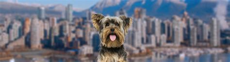 Pet Transport For Vancouver Canada Starwood Pet Travel