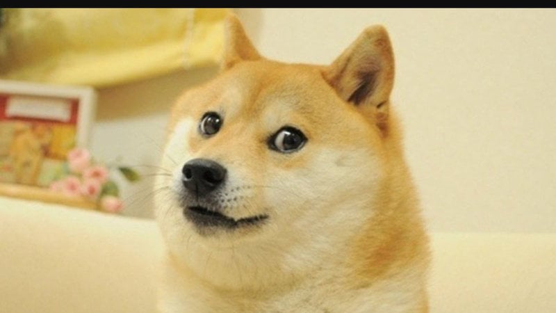 Petition American Kennel Rename The Dog Breed Shiba Inu To Doge