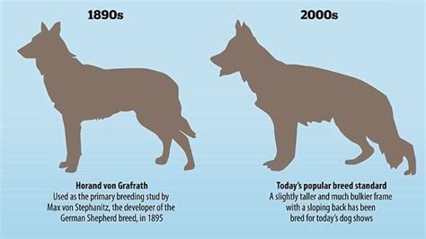 Petition Change Dog Breed Standards To Reflect Health Over Appearance Change Org