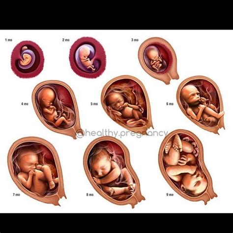 Pin On Baby Development In Womb