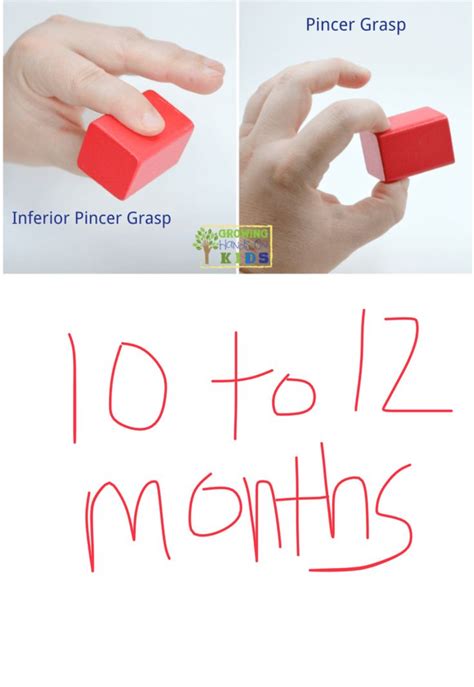 Pincer Grasp Thumb Is Opposed To Index Finger Pad And The Object Is