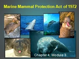 Ppt Marine Mammal Protection Act Of 1972 Powerpoint Presentation