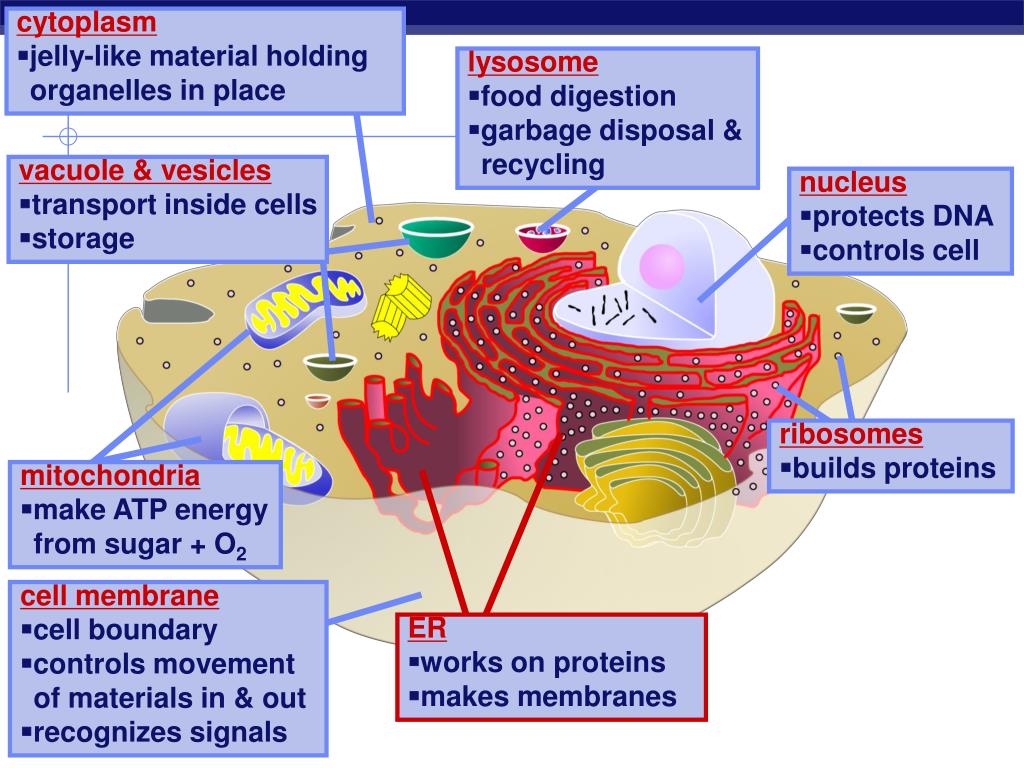 Ppt Structure And Function Of Larynx Powerpoint Presentation Free