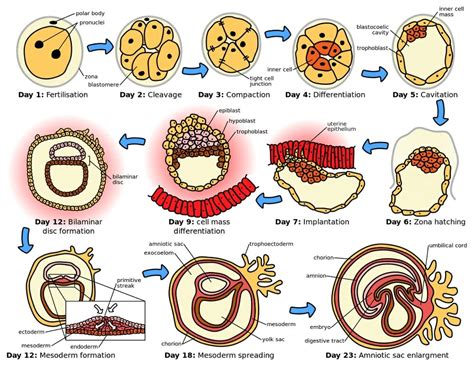 Prenatal Development And The 3 Stages Biology Dictionary