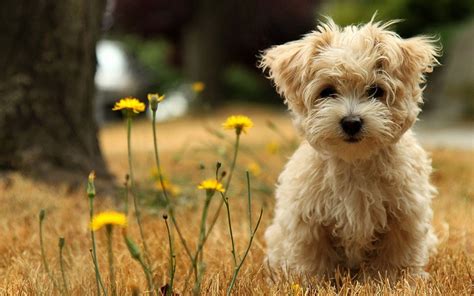 Puppies Wallpaper For Desktop