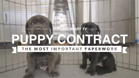 Puppy Contracts The Most Important Paperwork Youtube