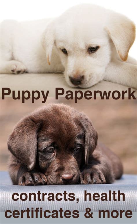 Puppy Paperwork Contracts Certificates Amp Microchipping The Labrador Site