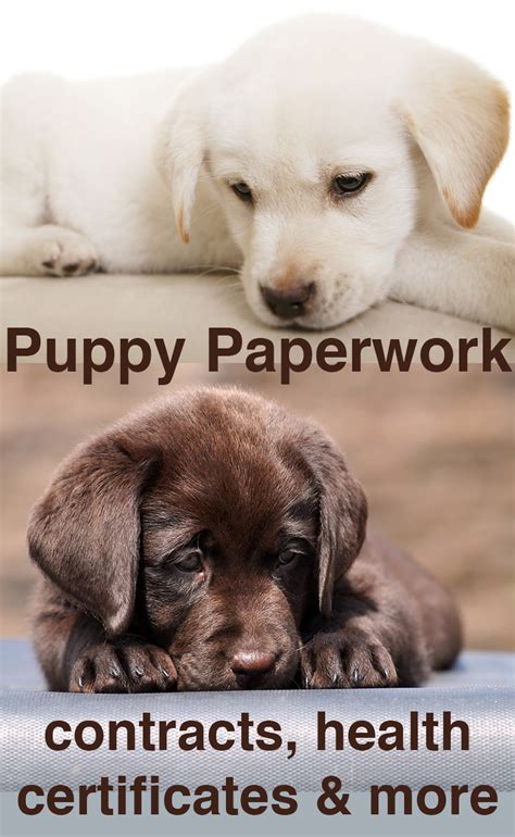 Puppy Paperwork Contracts Certificates Microchipping The Labrador