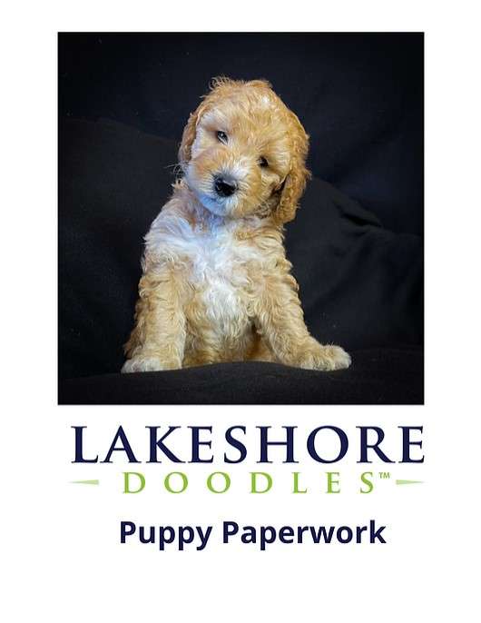 Puppy Paperwork Video Lakeshore Doodles Kendall Ny