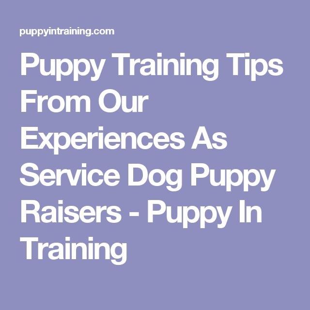 Puppy Training Tips From Our Experiences As Service Dog Puppy Raisers Puppy In Training