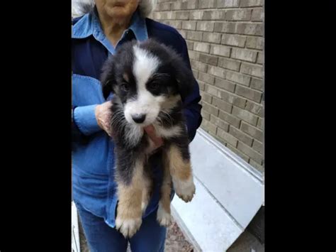 Purebred No Papers Australian Shepherd Puppies In Oak Hill Puppies