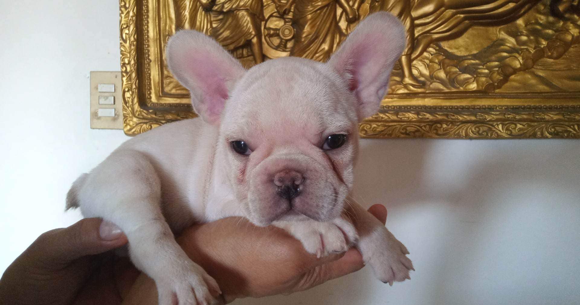 Quality French Bulldog Pup Philippines Buy And Sell Marketplace