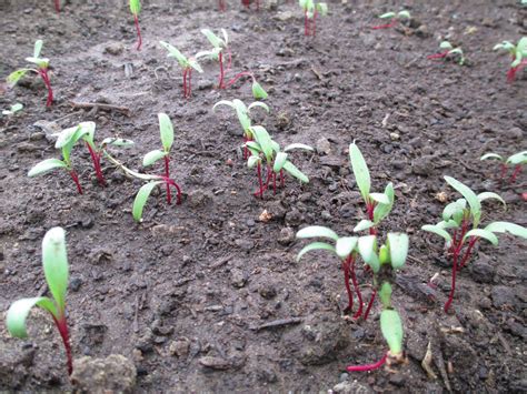 Radish Seedlings Peru Sst Goshen College