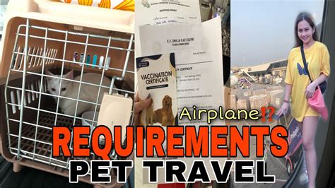 Requirements For Pet Travel Domestic Flight Philippines Ella