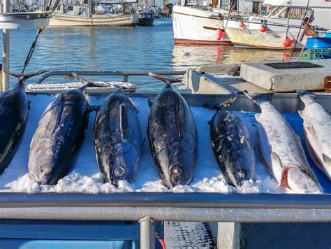 Revised Reporting Requirements For Federally Permitted Seafood Dealers And Federally Permitted