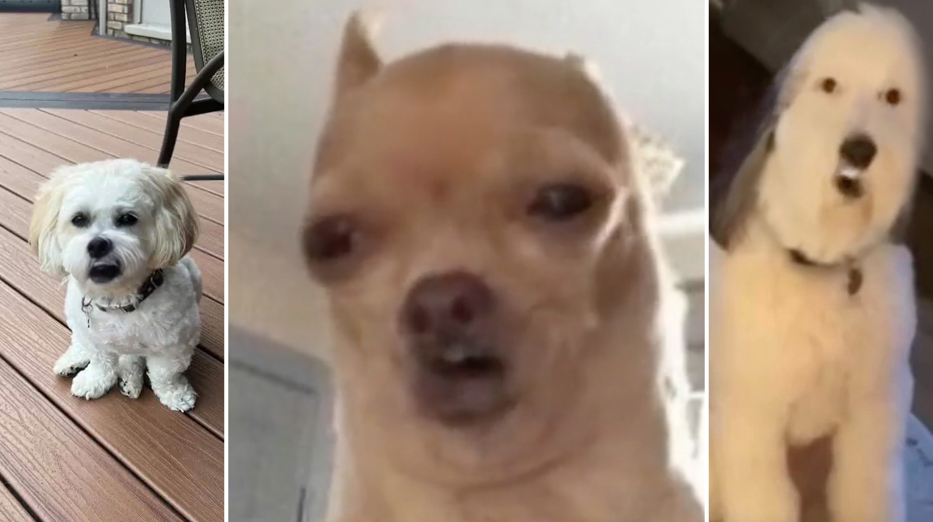 Revive App Singing Dogs Video Gallery Know Your Meme