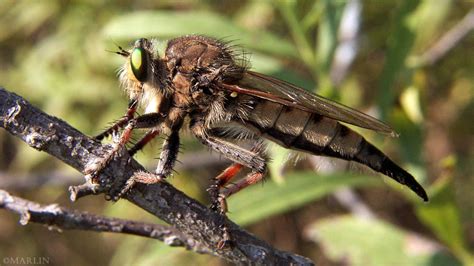 Robber Fly From Turkey What Amp 39 S That Bug