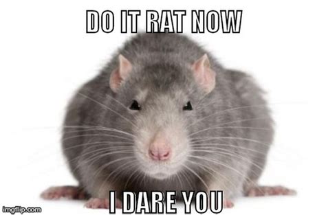 Rodent Humor Need Help With Scurrying Pests Call Us Today We Dare