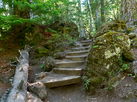 Rustic Steps Uphill Forest Trail Oregon By Highway 126 Mckenzie River