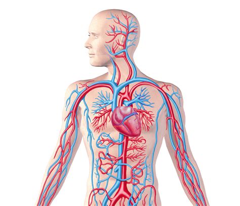 Science Health Issue Blog Respiratory And Circulatory System Clip Art Library