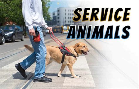 Service Animals Deer Park Gazette