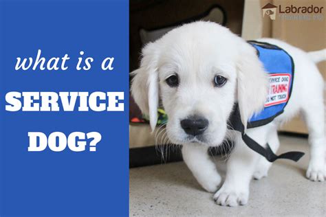 Service Dog Definition Everything You Need To Know Life Dog