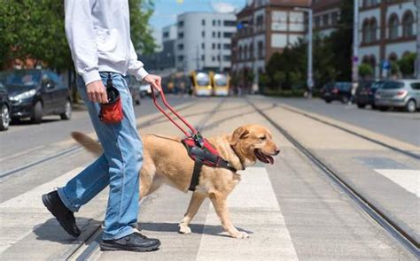 Service Dog Guide Tips For Owners And The Public Sidewalk Dog