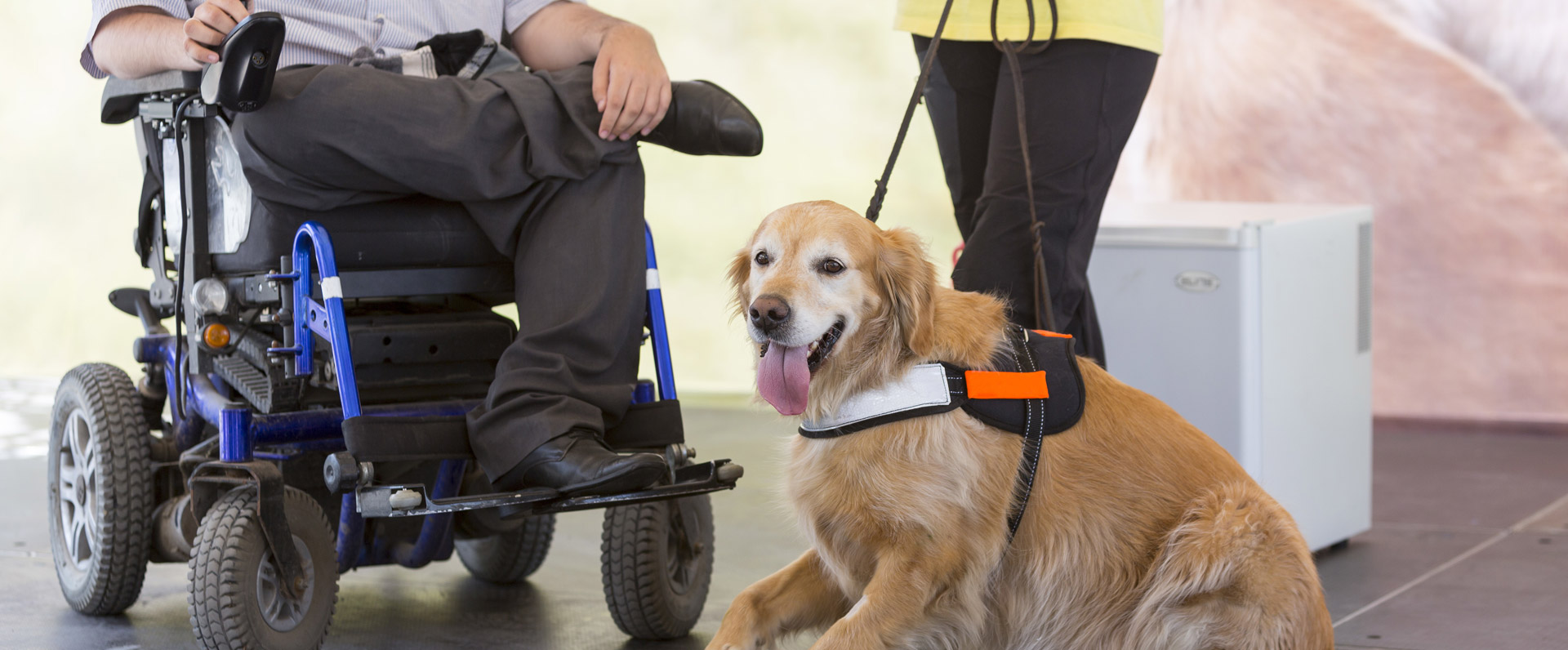 Service Dog Law Hand Out Anything Pawsable