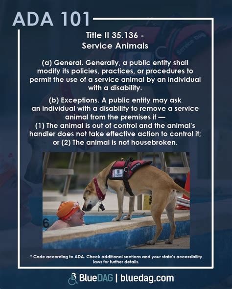 Service Dog Requirements In 2021 Service Dogs Ada Service Dog Dogs