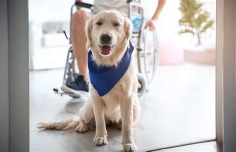 Service Dog Training A How To Guide Askvet