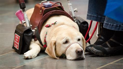 Service Dog Training