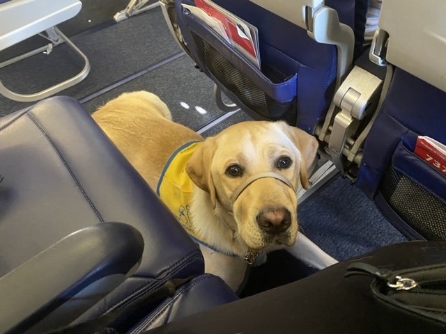 Service Dogs In Training Get Their Wings The Long Island Advance