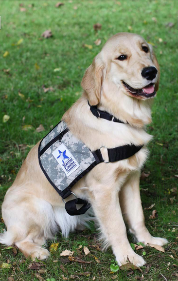 Service Dogs Warrior Canine Connection