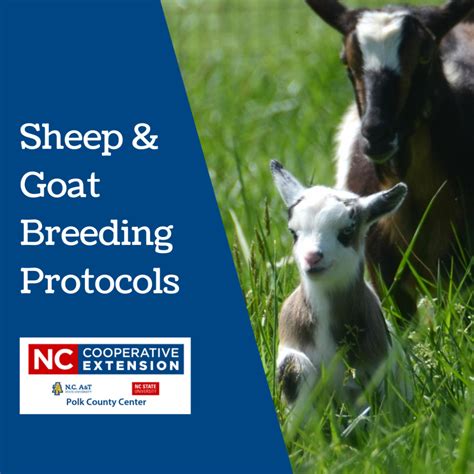 Sheep And Goat Breeding Protocols N C Cooperative Extension