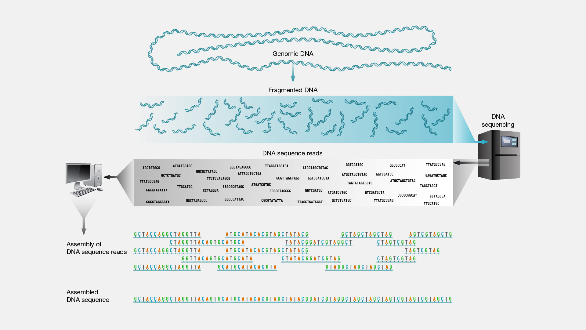 Shotgun Sequencing