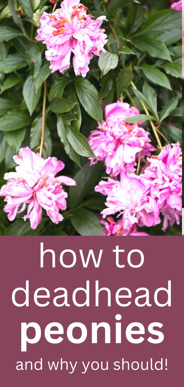 Should You Cut Back Peonies In The Fall Backyard Boss