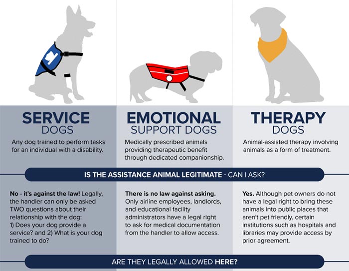 Simple Guide To Emotional Support Animals Service Dog Psd